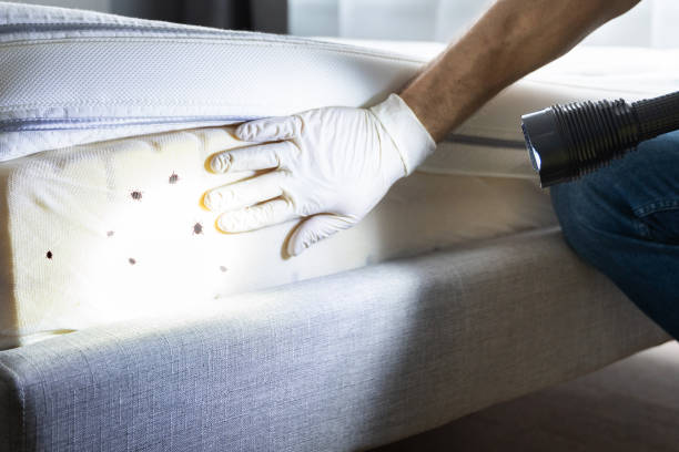 Best Local Pest Control Services  in Sierra Ridge, CO